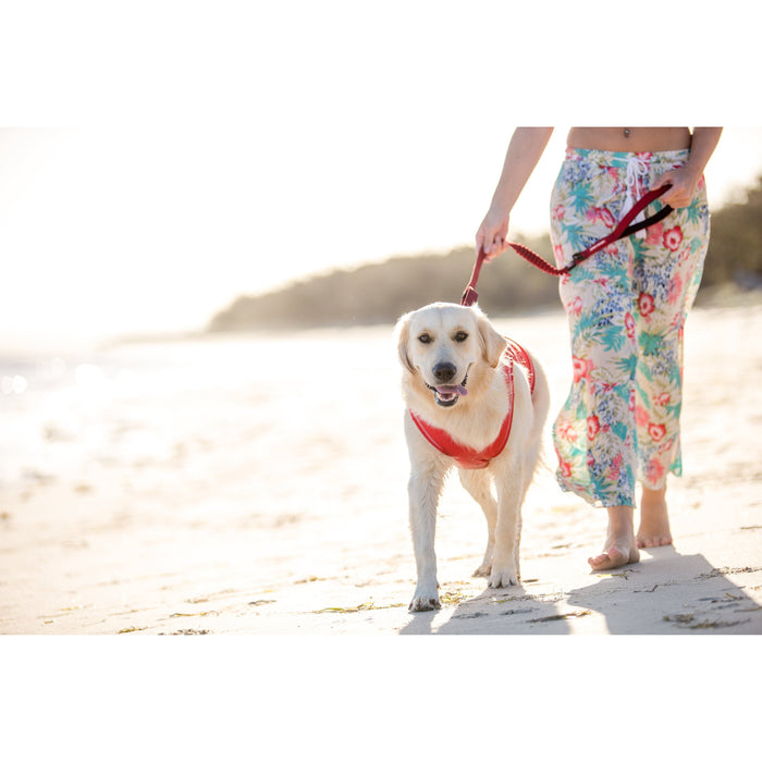 Ezydog Zero Shock Dog Leash 48 Blue