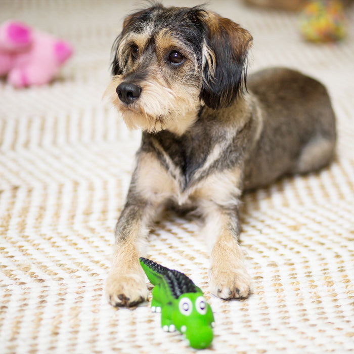 Kazoo Cool Crocodile Large Dog Toy