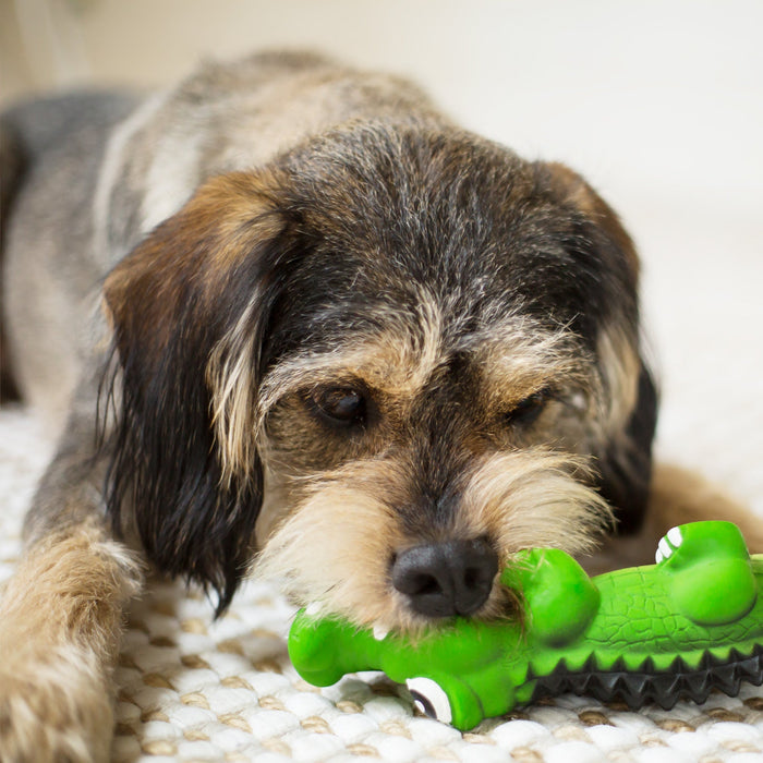 Kazoo Cool Crocodile Medium Dog Toy
