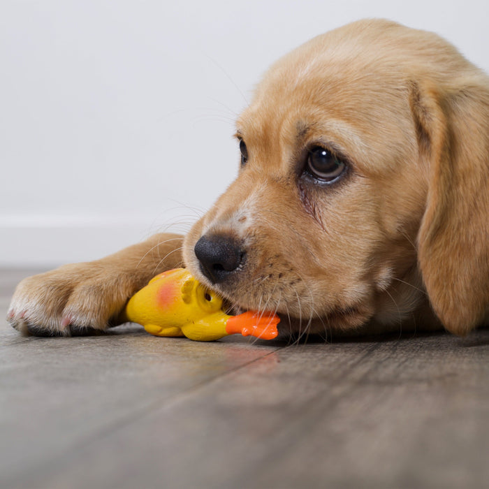 Kazoo Dozy Duck Large Dog Toy