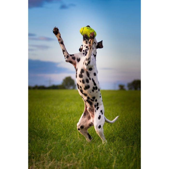 KONG AIRDOG SQUEAKER DUMBBELL SMALL - Habitat Pet Supplies Altona & Chirnside Park