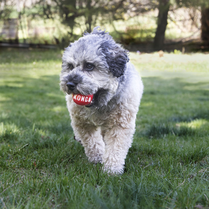 KONG Signature Balls 2 Pack Small Dog Toy
