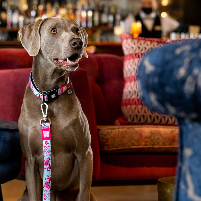 Max & Molly Cherry Bloom Short Dog Lead Large