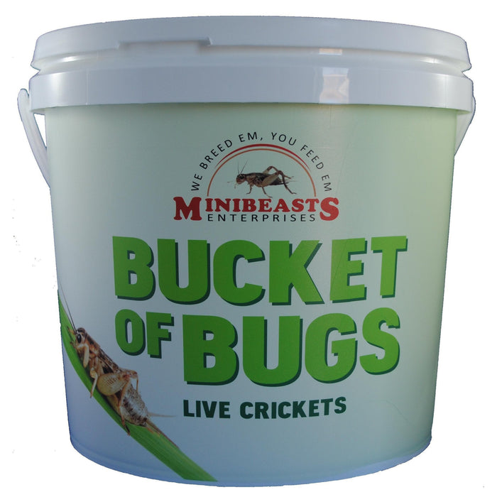 Minibeasts Bucket of Bugs Large Live Crickets-Habitat Pet Supplies