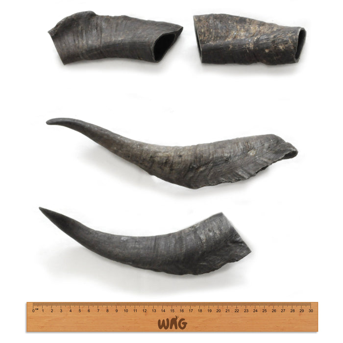 WAG GOAT HORN MEDIUM - Habitat Pet Supplies Altona & Chirnside Park