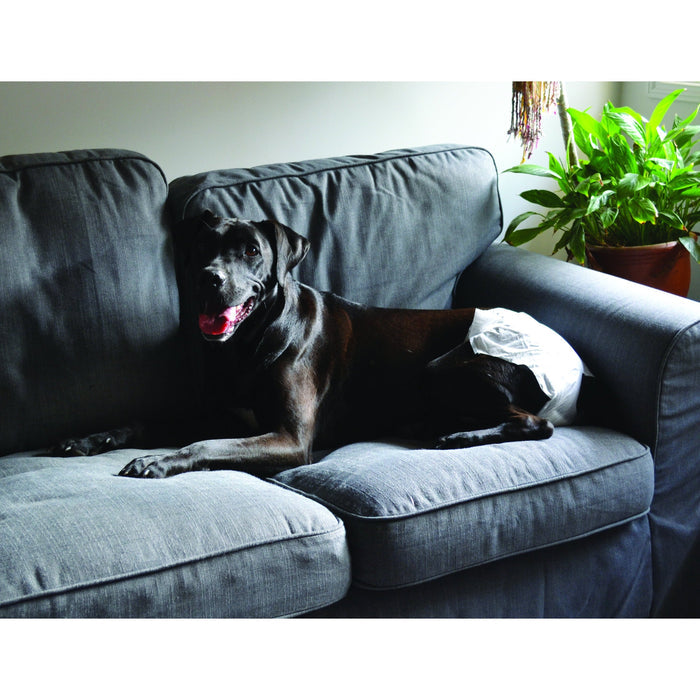 ZeeZ Disposable Dog Diaper Small 12 Pack